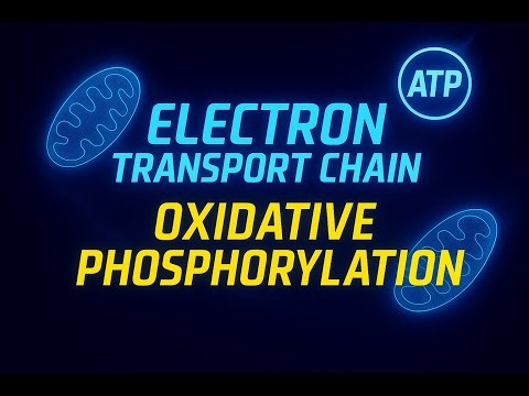 Electron Transport Chain & Oxidative Phosphorylation | ATP Synthesis Explained