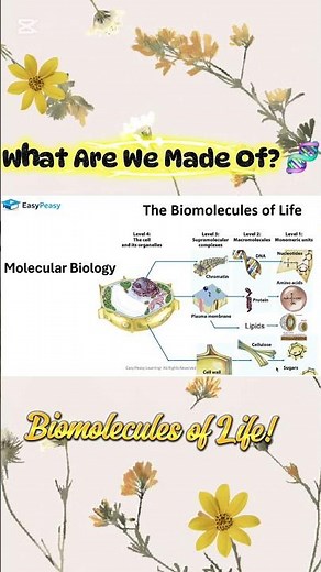 Biomolecules of Life 🧬 | DNA, Proteins, Lipids & Carbohydrates Explained