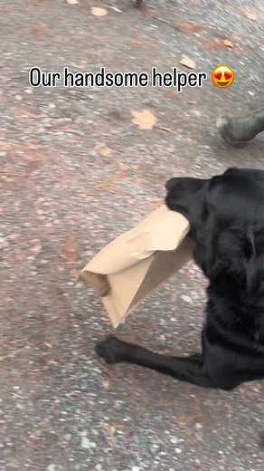 Just our black lab, Koal doing what he does best - fetching anything and everything, including the groceries! Your dog can do this too. Learn how with our Fetch 4 Me course inside our UPX membership/community! 🐾 link in bio. | Unleashed Potential Dog Training