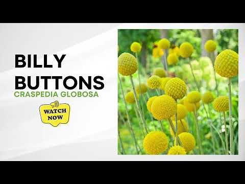 Craspedia Globosa | Billy Buttons | Drumstick Flower