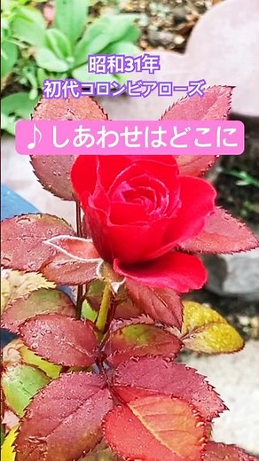 懐かし昭和歌謡 #しあわせはどこに #初代コロンビアローズ