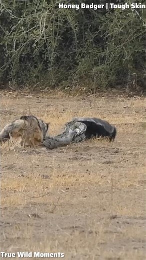 Python vs Honey Badger | Triple Clash 🐍🔥#animals #wildlife #shorts #animalfight #animalworld