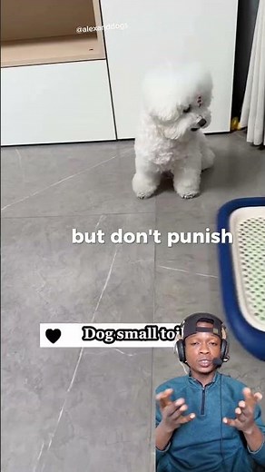 How to Potty Train Your Dog FAST: Step-by-Step Guide for All Ages #dogfacts