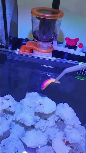 🌊 Minimalist Nano Reef Tank Setup | Clean Saltwater Aquarium Transformation 🐠✨