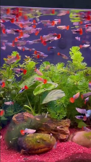 Small Colorful Fishes Swimming Peacefully 🐟 | Relaxing Aquarium Fish Video |
