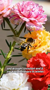 ☀️ Sun-Loving Portulaca 🌼 https://www.gleamseed.com/products/sunburst-moss-rose Plant once, enjoy endless color. Thrives in full sun and heat — easy to grow, even for beginners. Perfect for gardens, balconies, and pots, blooming brightly all summer long. #SunLovingFlowers #Portulaca #EasyToGrow #SummerBlooms #GardenGoals #BalconyGarden #BrightColors #FlowerLovers 🌼☀️ | Gleamseed