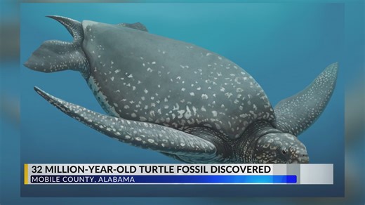 32-million-year-old sea turtle fossil discovered in south Alabama