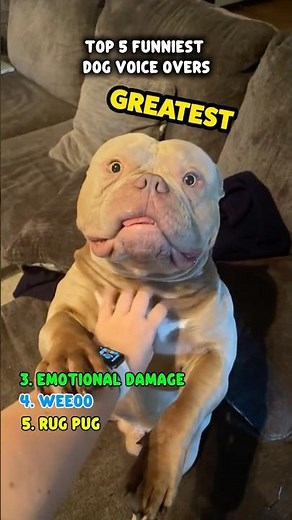 Ranking My Funniest Dog Voiceovers 🐶🤣 #FunnyDogs #animalvideos