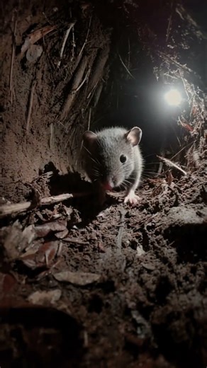 The Story Shrew #capcut #fypシ゚viral #animals #shrew