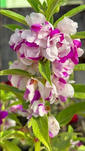 Double Shade Balsam #flowers #garden #harvest #balsamplant #balsam #nature #gardening #plants