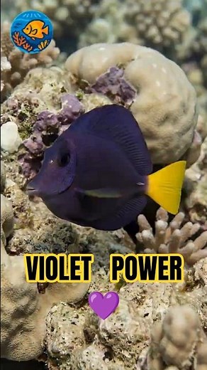 Purple Tang – Iconic Red Sea Reef Fish #oceanlife