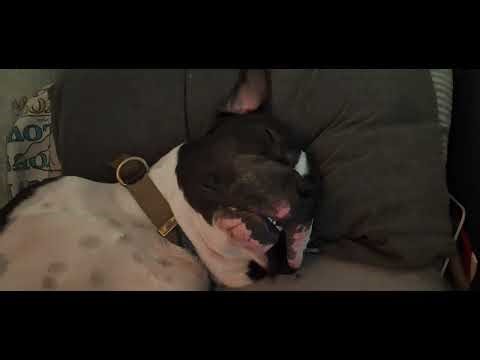Welcome Kobe the Dogo Argentino! Rest in peace Roscoe..🕊🙏😢❤️