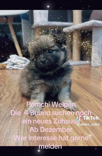 Pomchi Puppies for Adoption in NRW - December Availability
