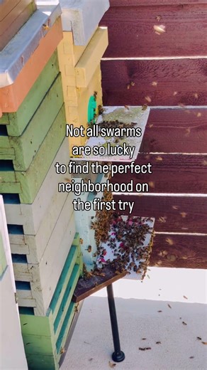 Bees swarmed to the right place! #beekeeping #bee #honeybee #beekeeper #skyway