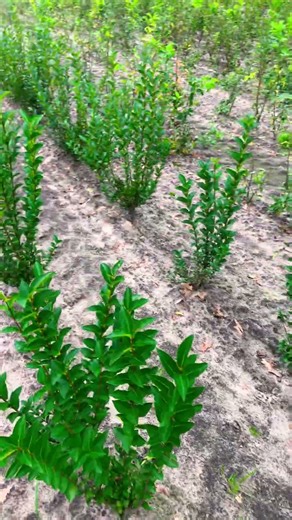 3 years old ligustrum ovalifolium