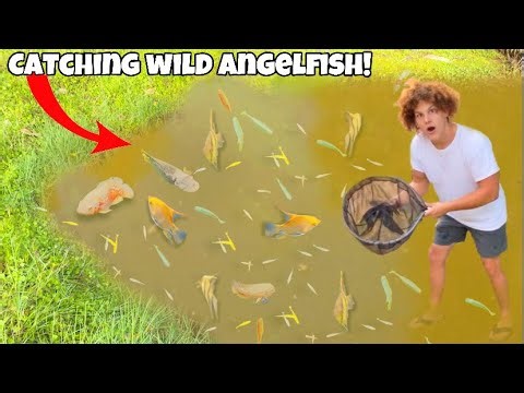 Netting Wild ANGELFISH For My Aquarium! | Rob’s Aquatics