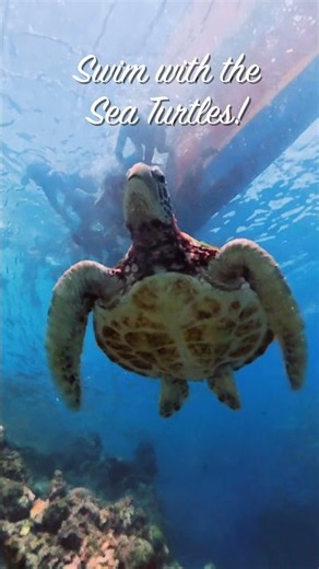 Moalboal Sardines & Turtle Snorkeling | Cebu, Philippines