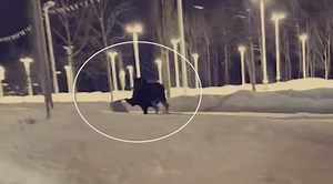 Alaskan woman attacked by a moose while walking dog