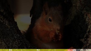 Davinci Resolve达芬奇视频进度条一键复用