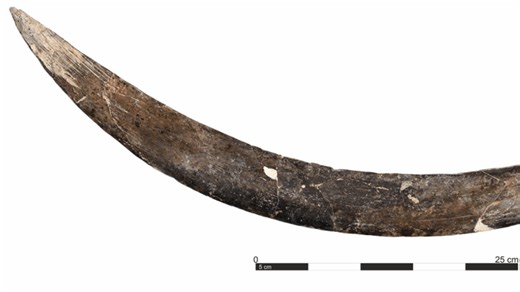 A mammoth tusk boomerang from Poland is 40,000 years old