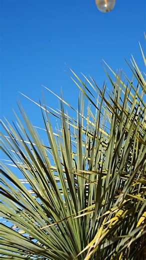 Today we're celebrating World Desert Day. This is a special chance to recognize both plants and animals and how they survive in a complex eco system. Abilene is no stranger to a hot, dry climate, so water conservation is always an important part of our agricultural efforts at Abilene Zoo. Part of Abilene Zoo's priorities for 2026 include a greater emphasis on water-efficient plants such as the ones featured in this video. We would love to see the Big Country participate on our mission but includ
