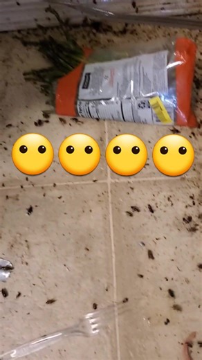 Effective Roach Control Tips for Homeowners