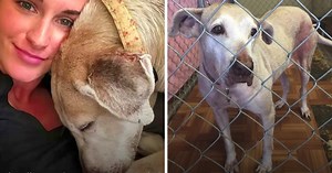 Service Woman Adopts Elderly Dog Who Has Been Waiting In Shelter For 7 Years