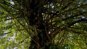 Free video - Tree, Green, Nature, Environment