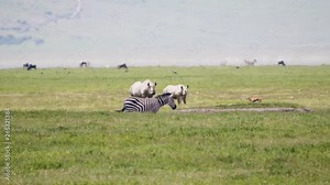 Zebra Antelope And White Rhinos In Pasture In The African Savannah On A Hot Day