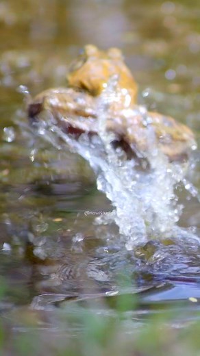 52K views · 235 reactions | Frog hopping across a pond #frog #croak #hop #pond #beautiful #splash #water #nature #wild HA55373 | HAWI Studios | Facebook