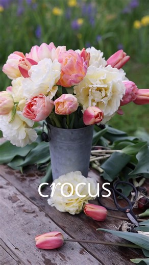 Dreaming of pretty pastels? Planning a spring garden doesn’t have to be complicated. Our tulip collections are designed to take the guesswork away, with perfectly paired bulbs that work beautifully together, whatever your style. | Crocus.co.uk
