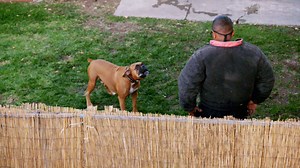 An aggressive dog meets his match when confronted by expert dog trainer Stevo Henderson. #BossDog | National Geographic Animals