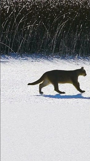 Puma vs Cougar vs Mountain Lion?! It’s the Same Cat 🐆