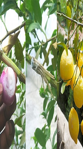 32K views · 319 reactions | How to propagate lemon tree from graft with tissue paper | Ashik Muztaba | Facebook