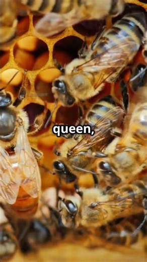 The Explosive Secret of Male Honey Bees! #shorts #viral #trendingshorts