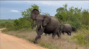 238K views · 10K reactions | Watch as a Elephant gives me a warning that I am a little too close for her liking in Kruger National Park, South Africa. #wildlife #krugersightings #wildanimals #krugernationalpark #nature | Wildest Kruger Sightings | Facebook