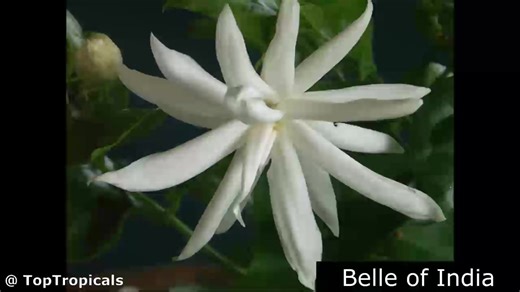 ❓️ How to tell the difference between Jasmine Sambac Varieties. Part...
