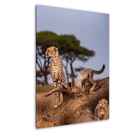 Serengeti Cheetah Canvas Print, Family Wildlife Moment (multiple Sizes) - Etsy UK
