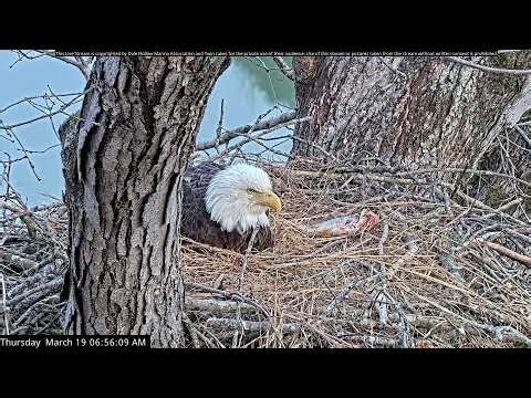 Dale Hollow Eagle Camera Live Stream