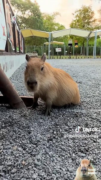 小豚們逼逼叫好可愛🤗 Love the sound they make☺️ #capybara #baby #november #winter #pet