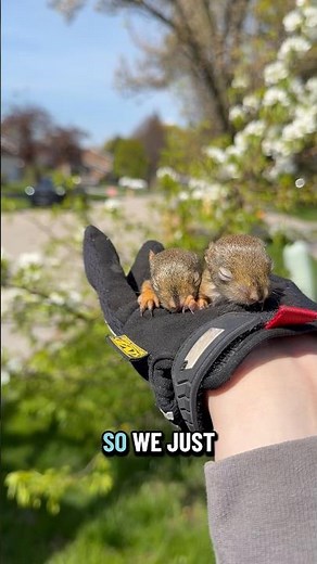 Red squirrels are cute & smart!