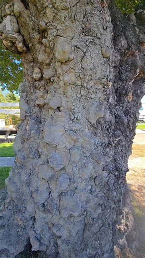 16 reactions | Its not everyday that you run across this much burl wood. Burl is used to make all kinds of fine furniture, knife handles, pool sticks and so much more. | Calcasieu's Tree Service | Facebook