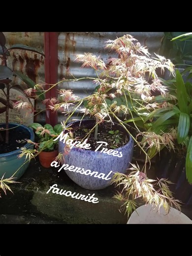 Exploring the Beauty of Maple Trees Year-Round