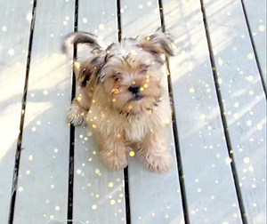 Sweet shorkie boy available, PM for info! | Pups2love Brussels Griffons and Shih-tzus