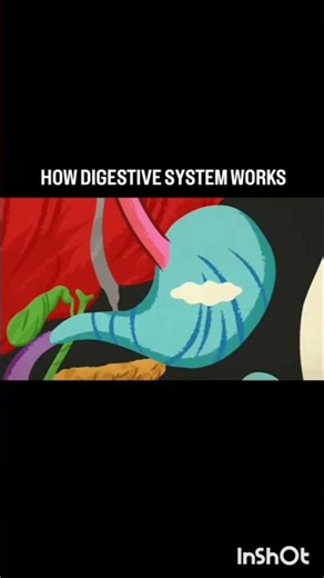 How digestive system works