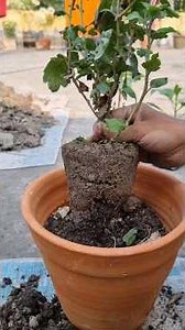 I planted the moonflower in the tub at the moment it bloomed. #moonflower #tending #gardening #ga...