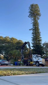 71K views · 7.7K reactions | Norfolk pine removal in fast-forward = looks like we’re just picking petals off a giant flower.  #TreeRemoval #SouthFlorida #TreeService #GrappleSaw #TreeJaws | Tree Jaws | Facebook