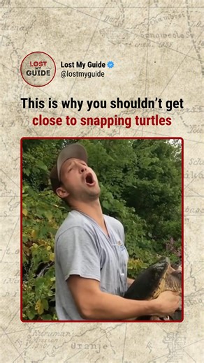 Adventure | Exploration | Adrenaline on Instagram: "This page believes the world is still wild Snapping turtles are one of the oldest turtle species on Earth, living mostly in lakes, rivers, and wetlands. They can weigh over 30 kg and live for more than 100 years. Their sharp beak can snap shut in milliseconds, and their long neck lets them strike farther than expected. Unlike other turtles, they can’t pull their head fully into their shell, so biting is their main defense. They are calm in wate