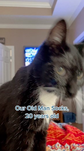 Our Old Man Socks - Heartwarming Cat Story