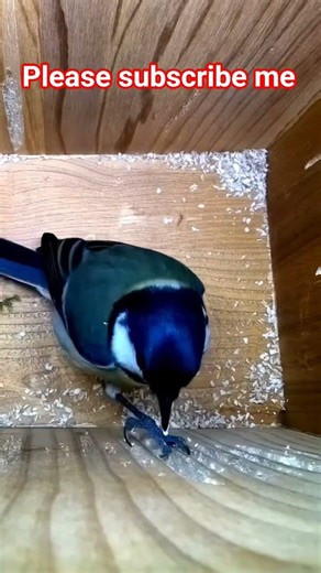 BIRDS NEST VIDEO #birds #nest #birdmaster #shortsfeed #wildlife #shortsvideo #shorts #birdworld